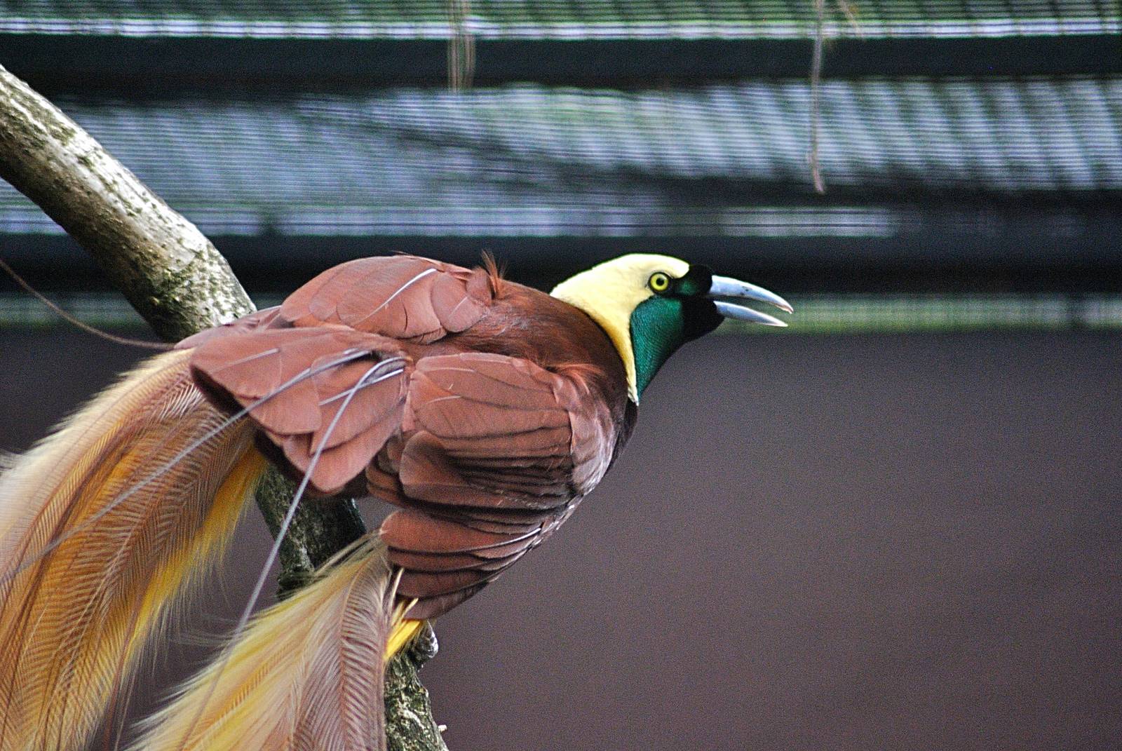 Greater bird-of-paradise