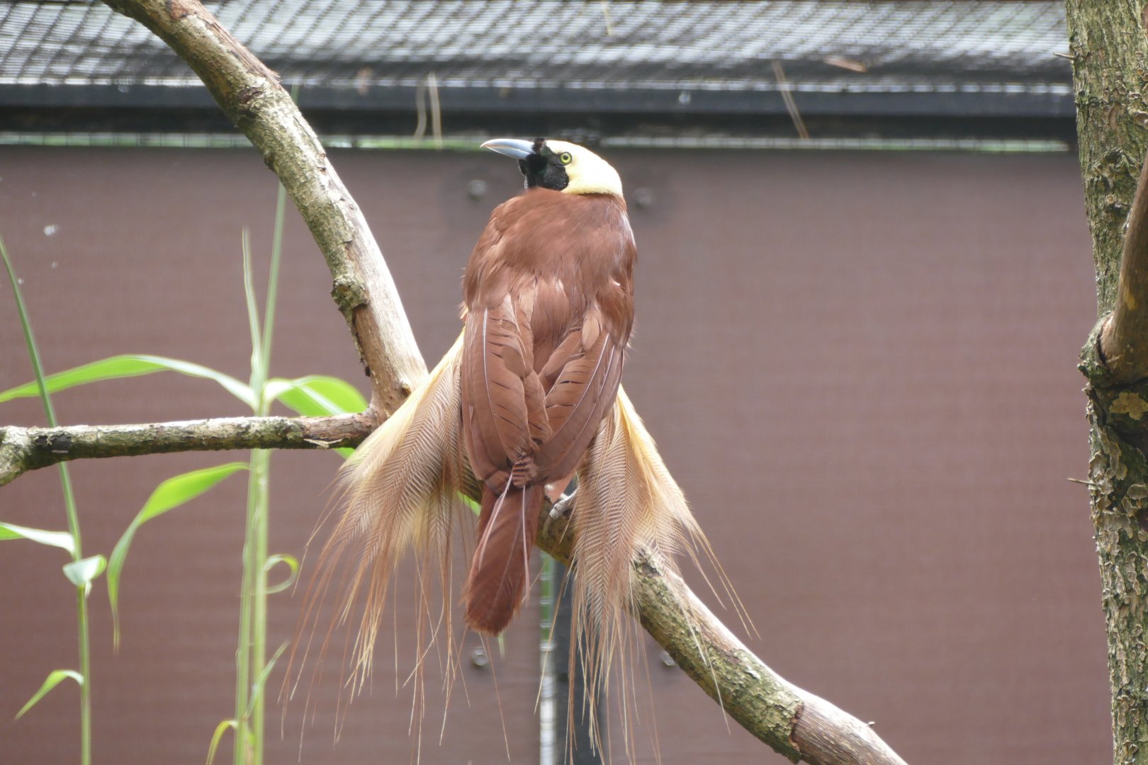 Greater bird-of-paradise
