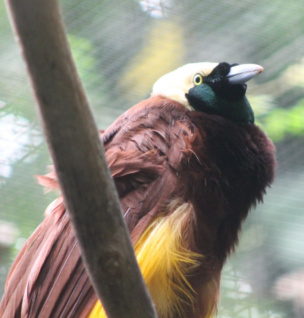 Greater bird of paradise