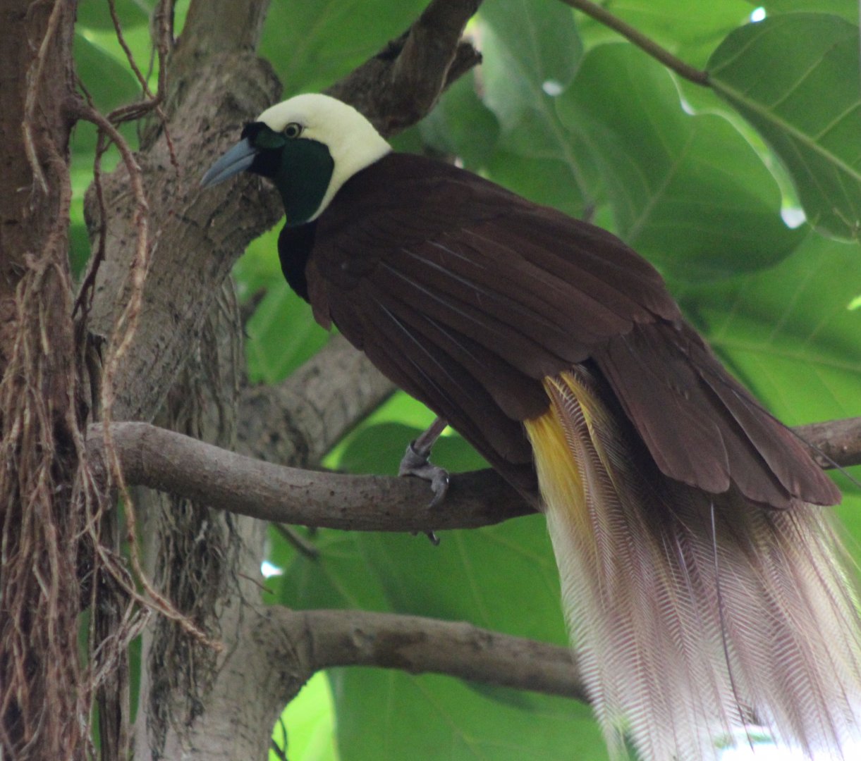 Greater bird of paradise
