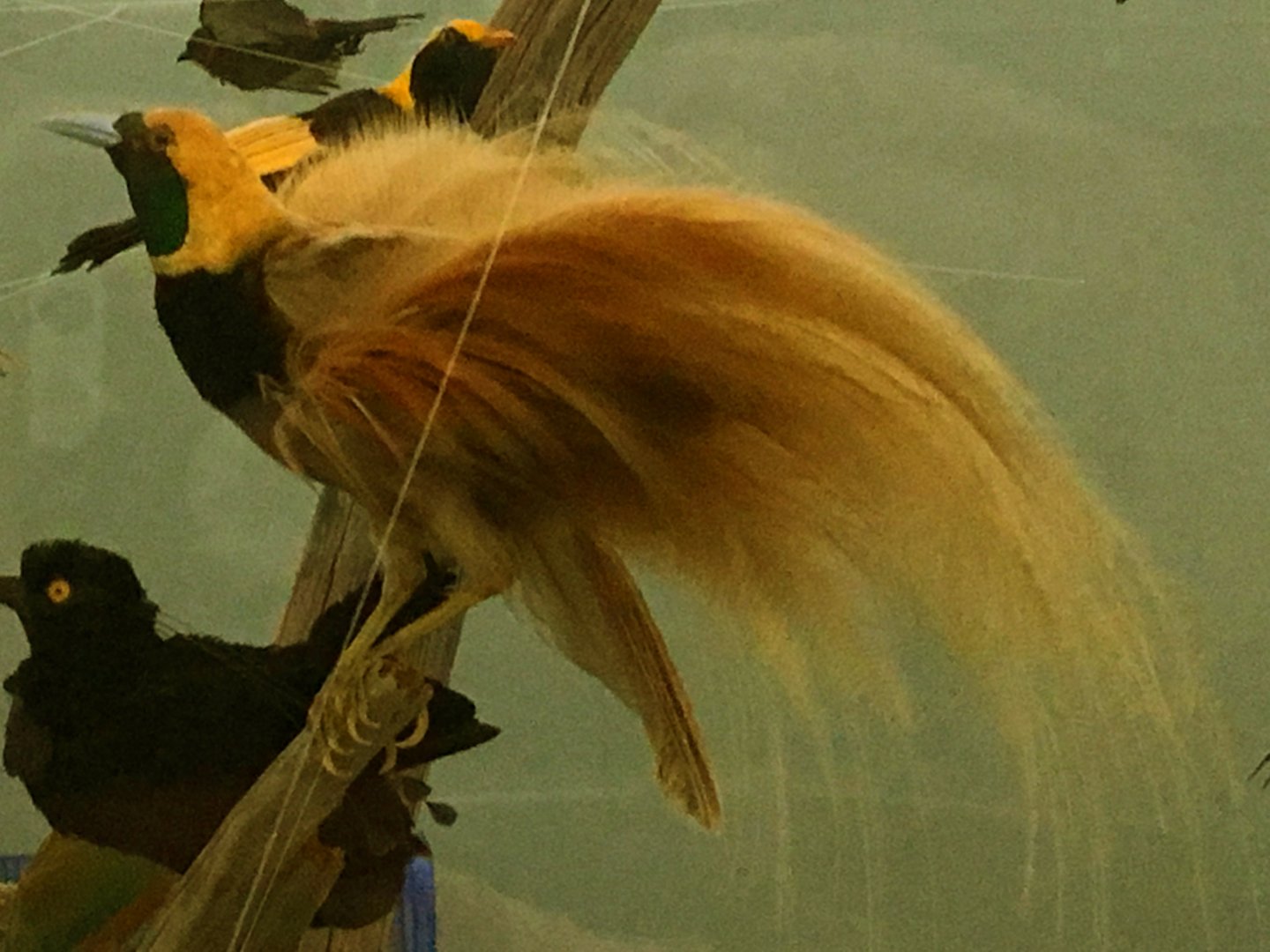 Greater Bird of Paradise