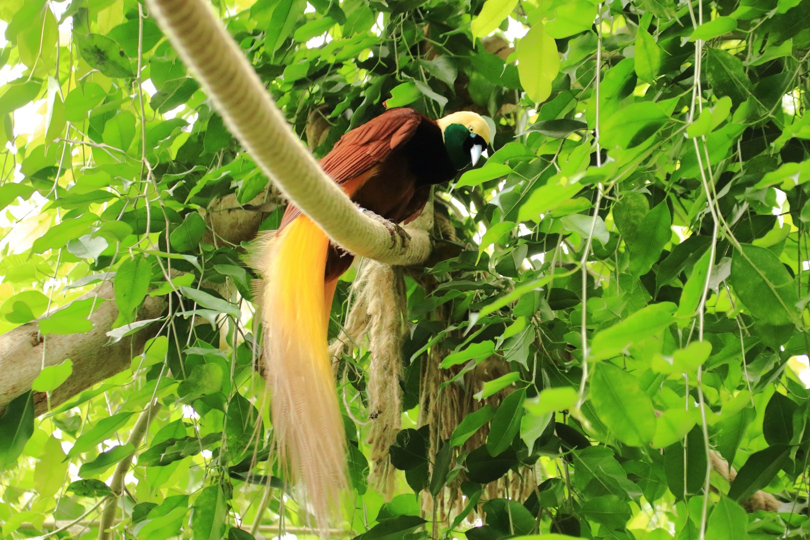 Greater bird-of-paradise