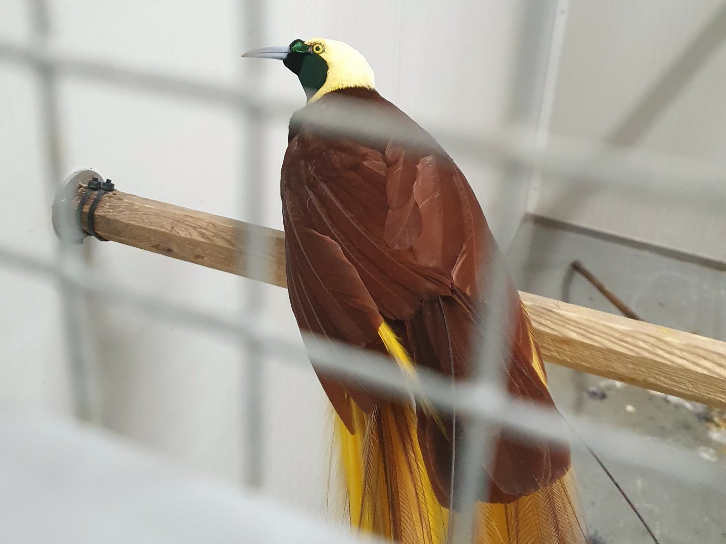 Greater bird-of-paradise