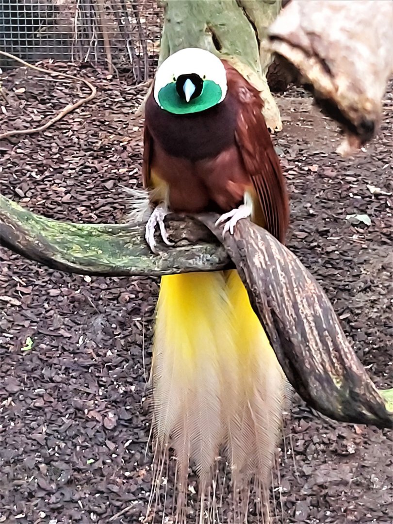 Greater bird-of-paradise