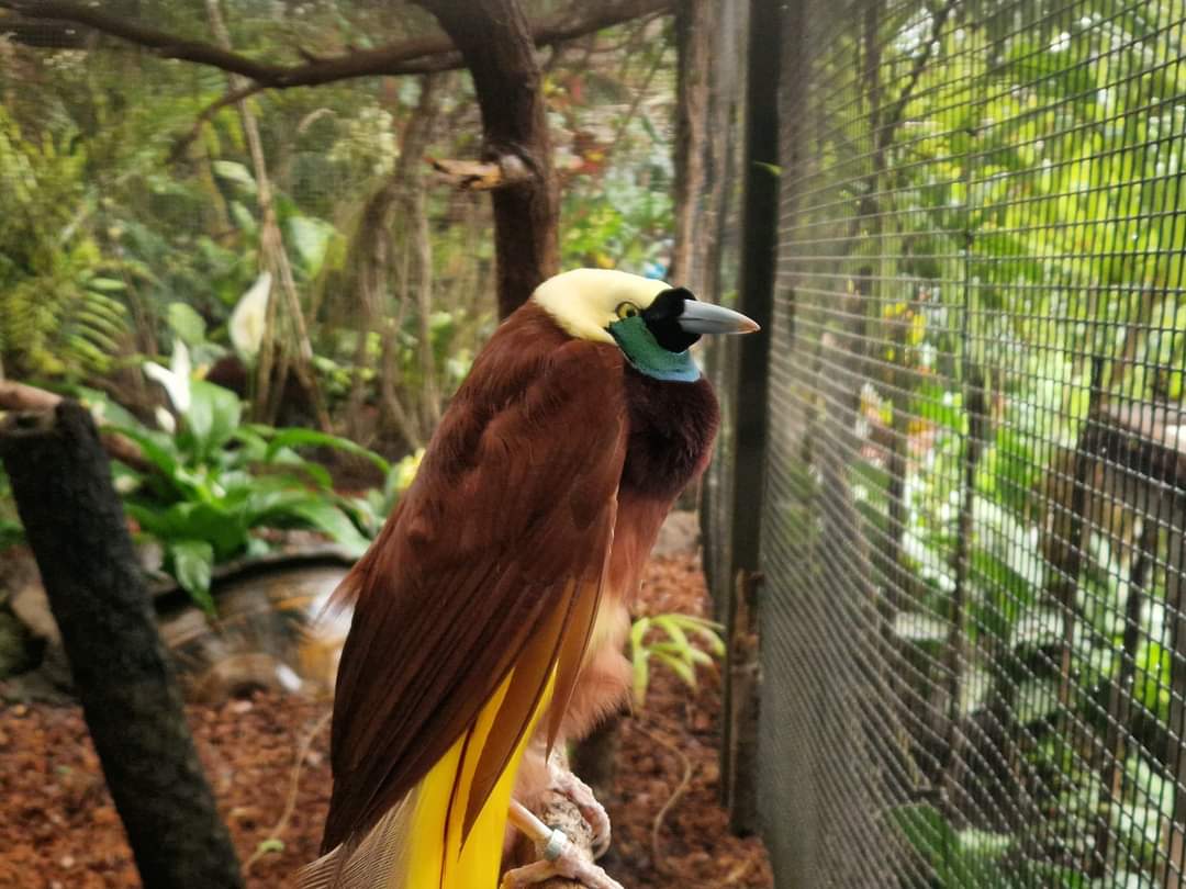 Greater Bird-of-Paradise