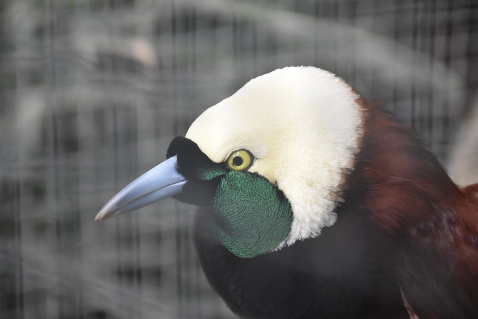 Greater bird-of-paradise