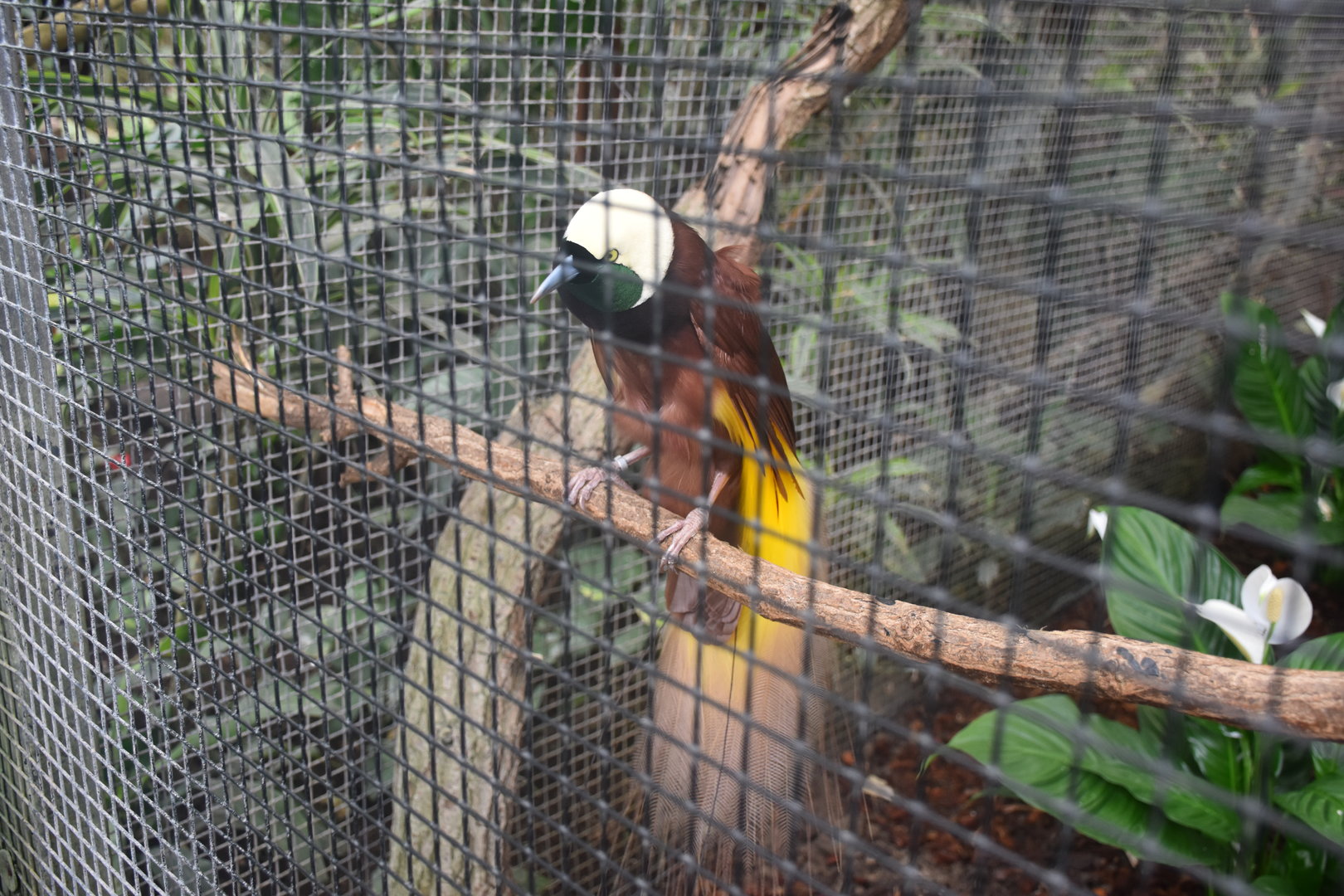 Greater bird-of-paradise