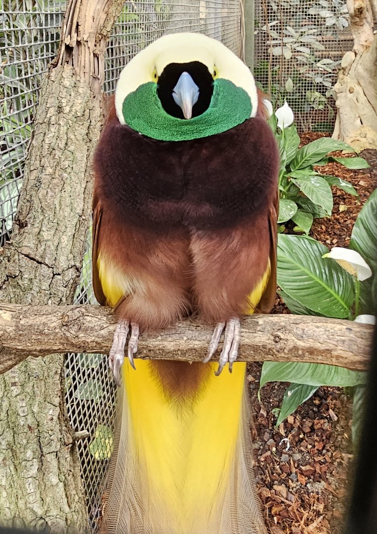 Greater bird of paradise