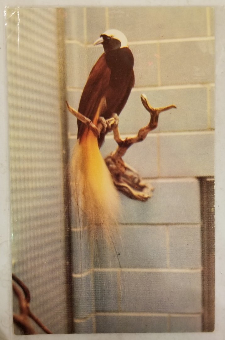 Greater bird-of-paradise