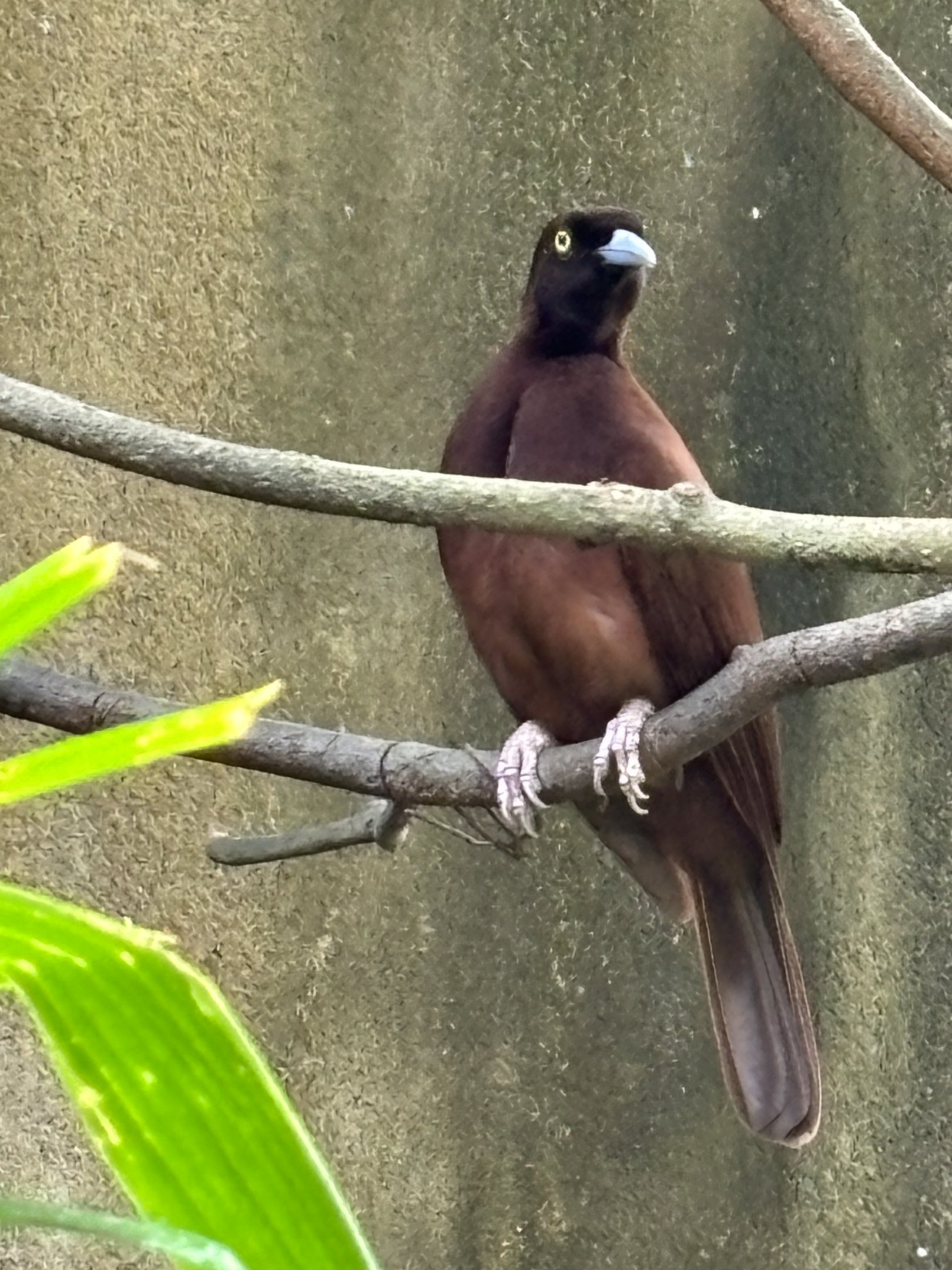 Greater Bird of Paradise