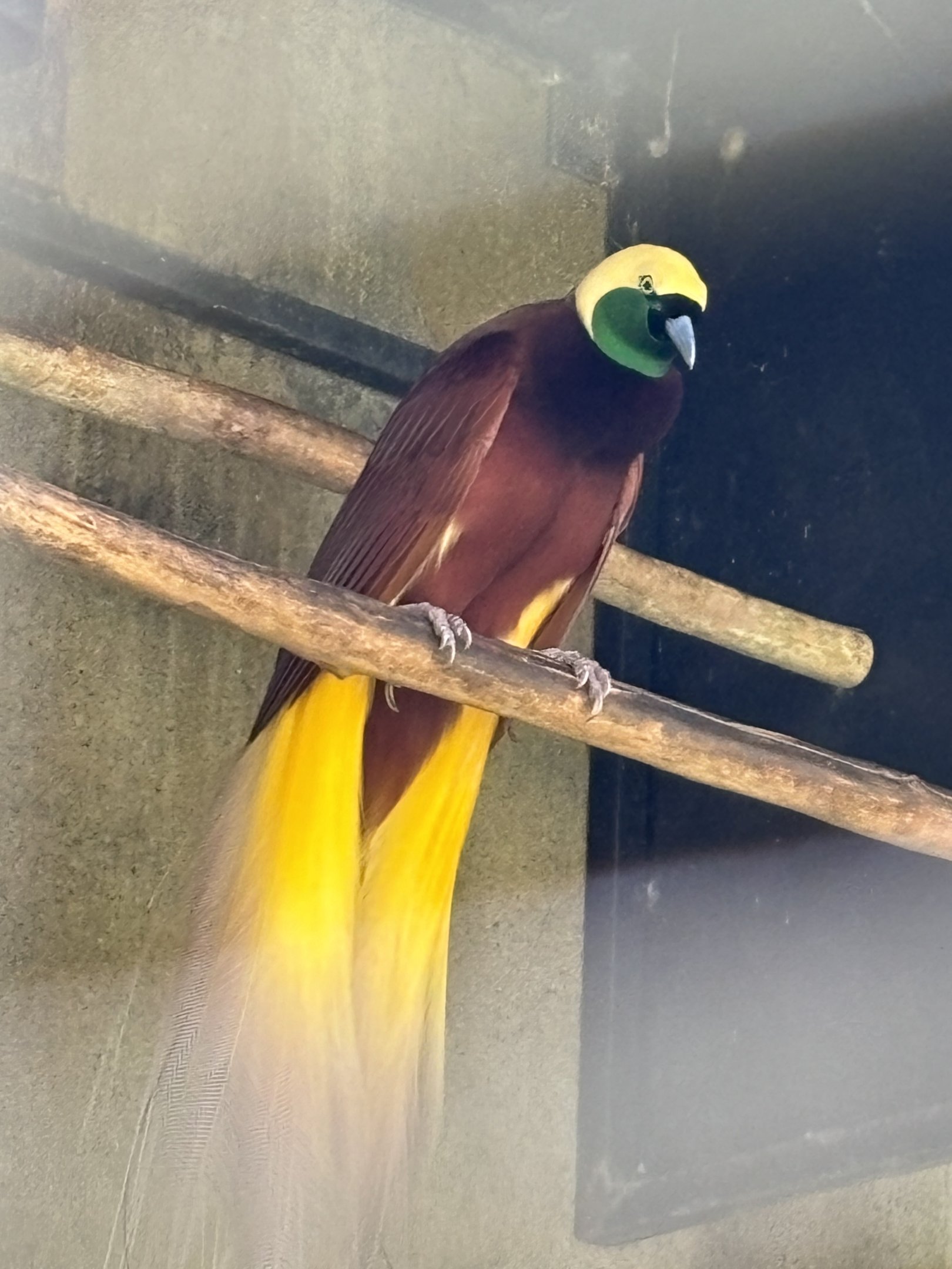 Greater Bird of Paradise