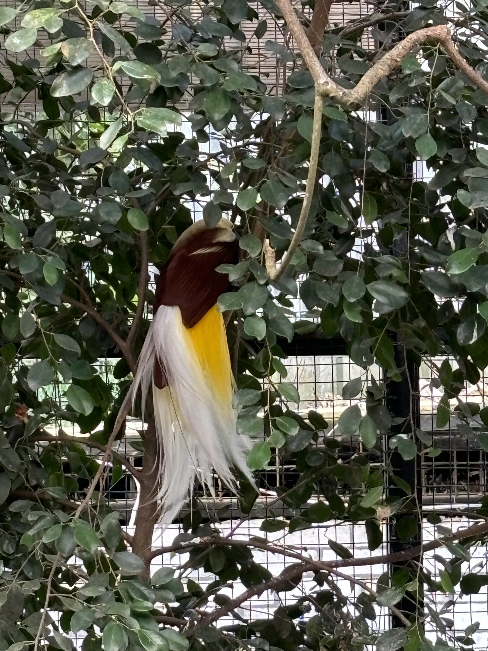 Greater Bird of Paradise