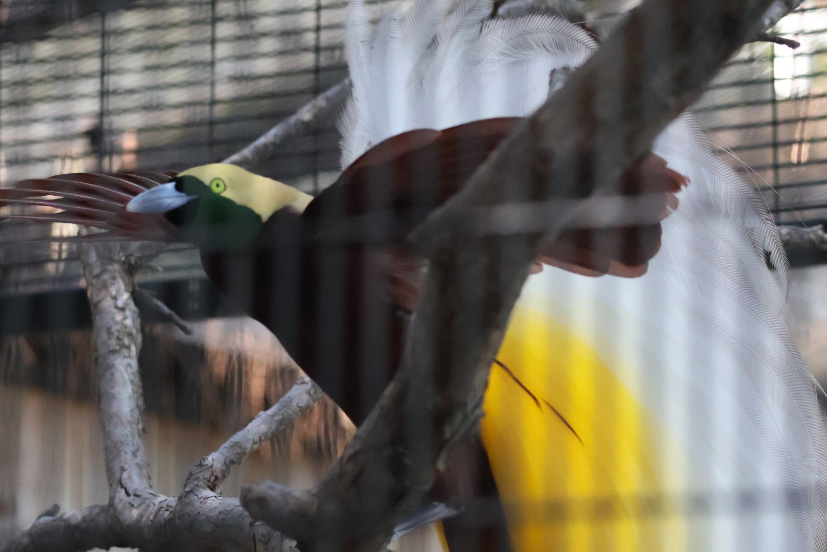 Greater Bird of Paradise