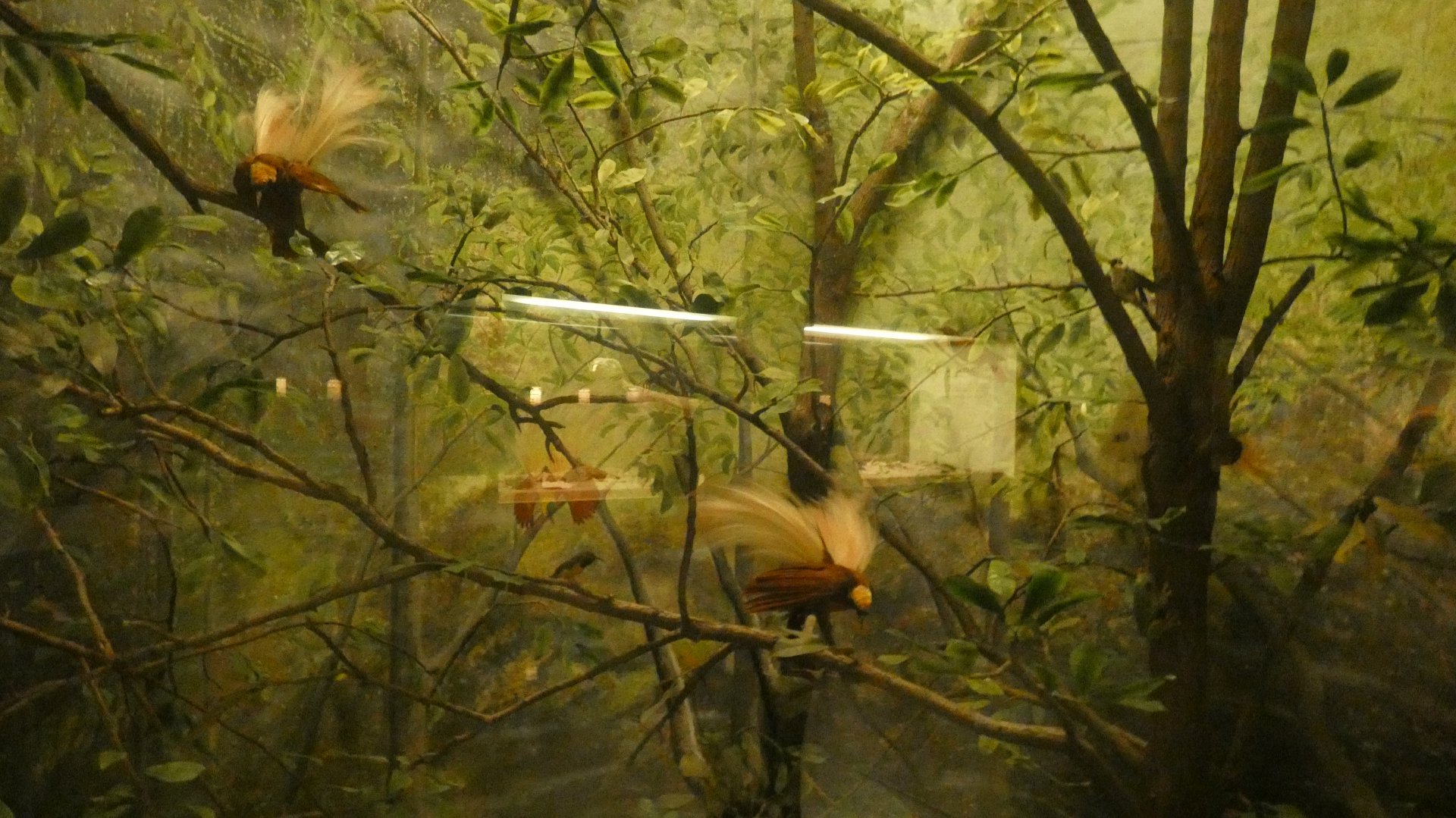 Greater Birds of Paradise - Feb. 2022