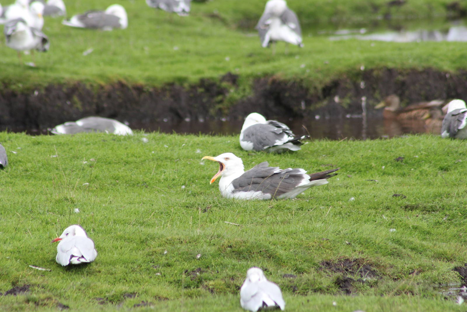 Greater black-backed gull?