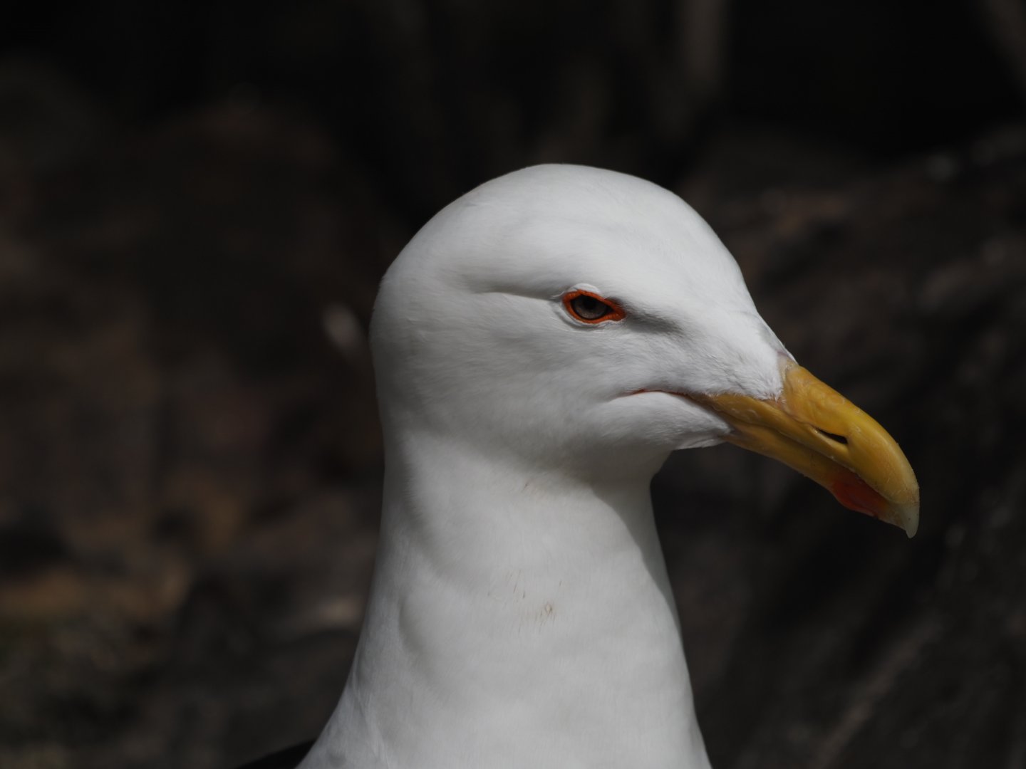 Greater Black-Backed Gull