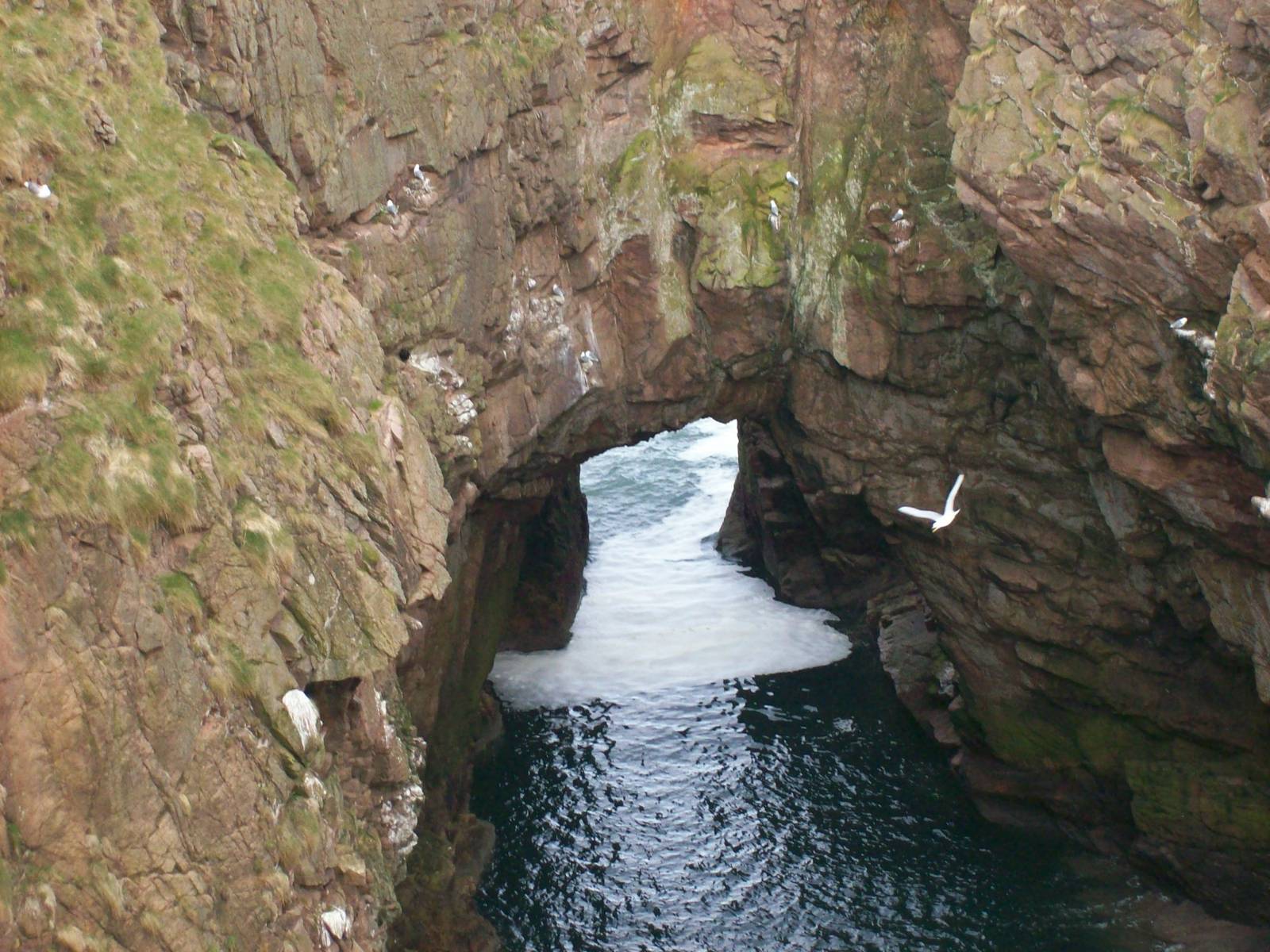 Greater-black-backed gull's flight over the 'bullers-o-buchan'