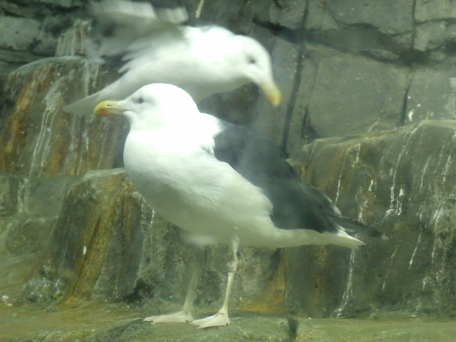 Greater Black-Backed Gulls