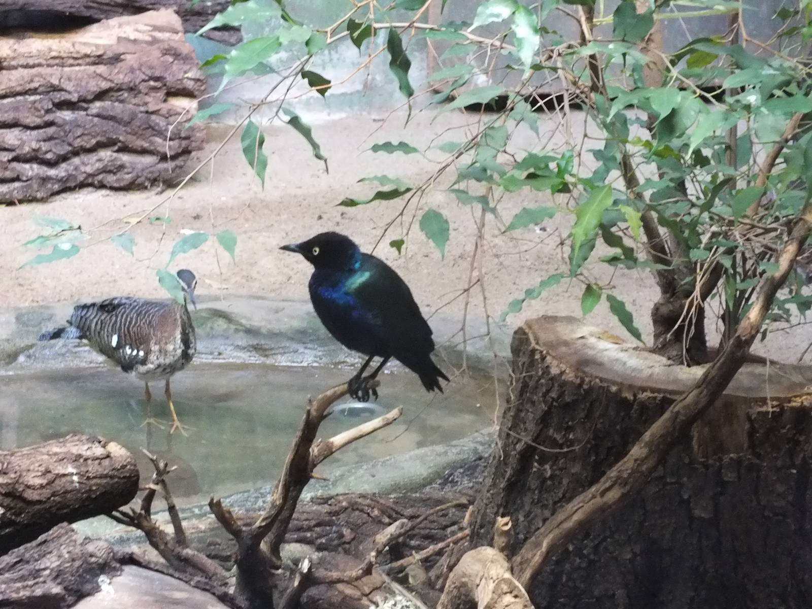 Greater Blue-eared Glossy-starling and Sun Bittern