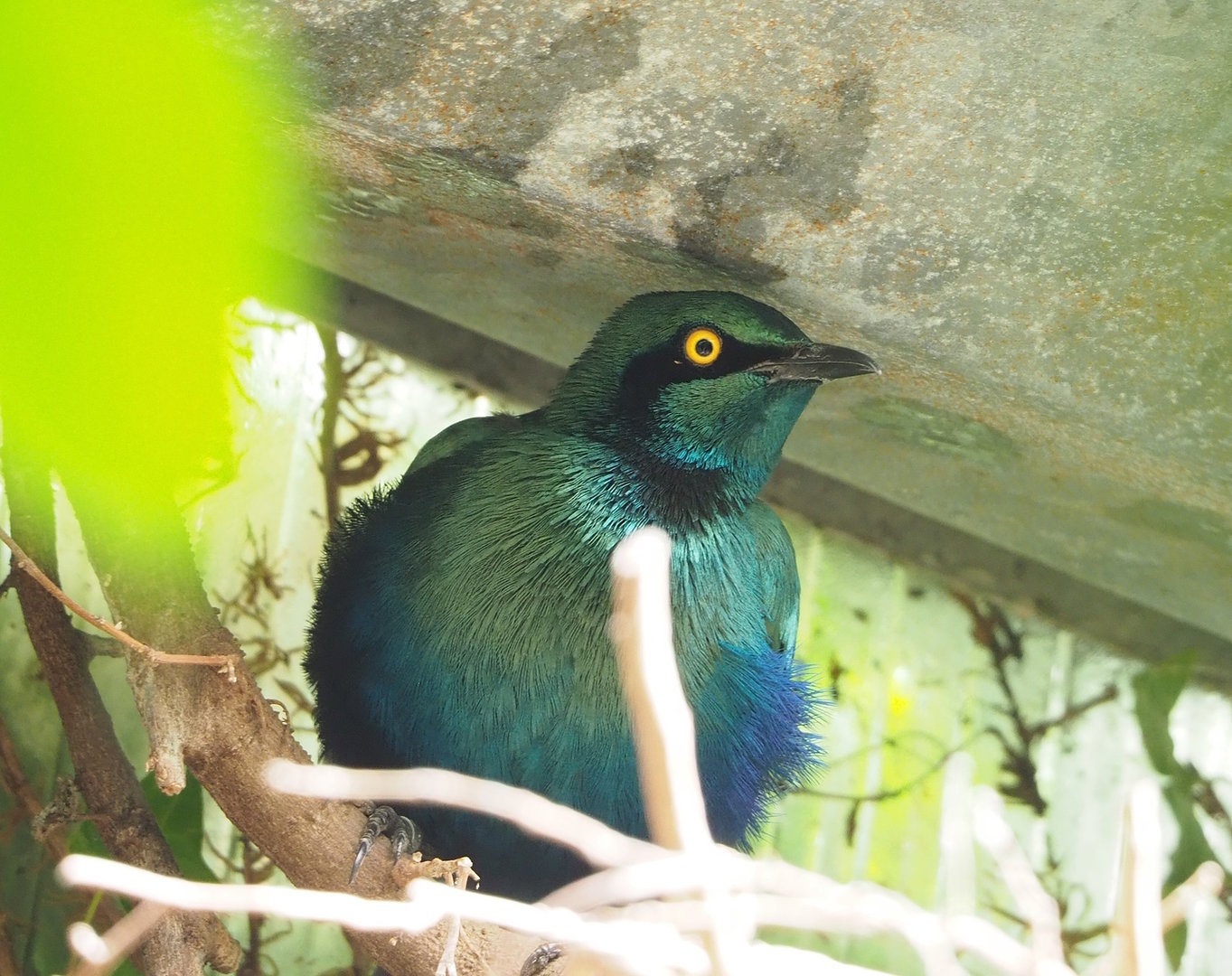 Greater blue-eared glossy-starling (Lamprotornis chalybaeus), 2022-08-28
