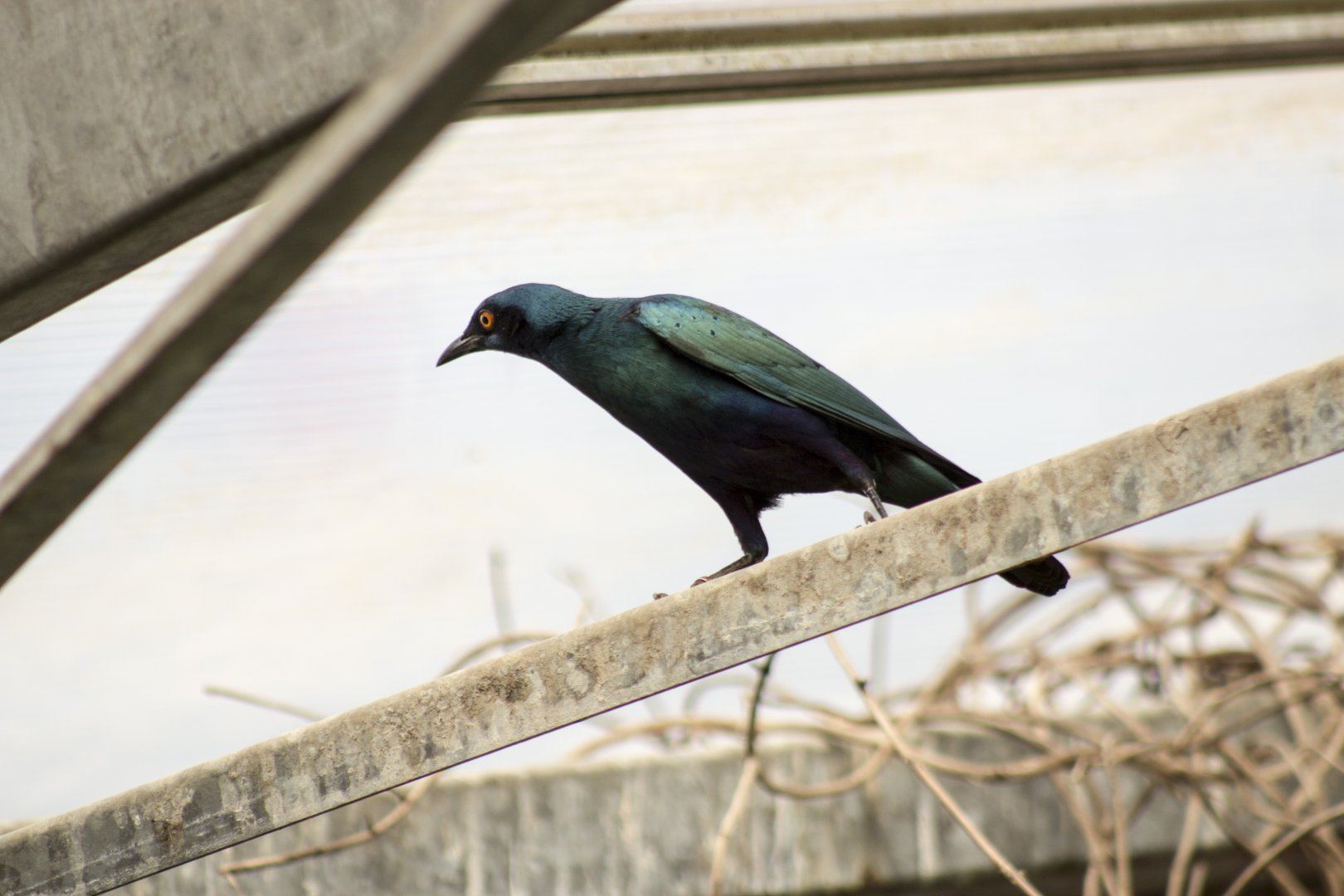 Greater blue-eared glossy starling, Lamprotornis chalybaeus