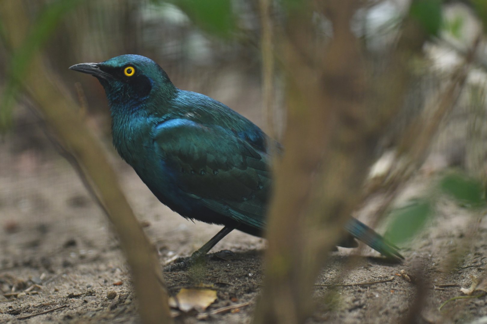 Greater blue-eared glossy-starling (Lamprotornis chalybaeus)