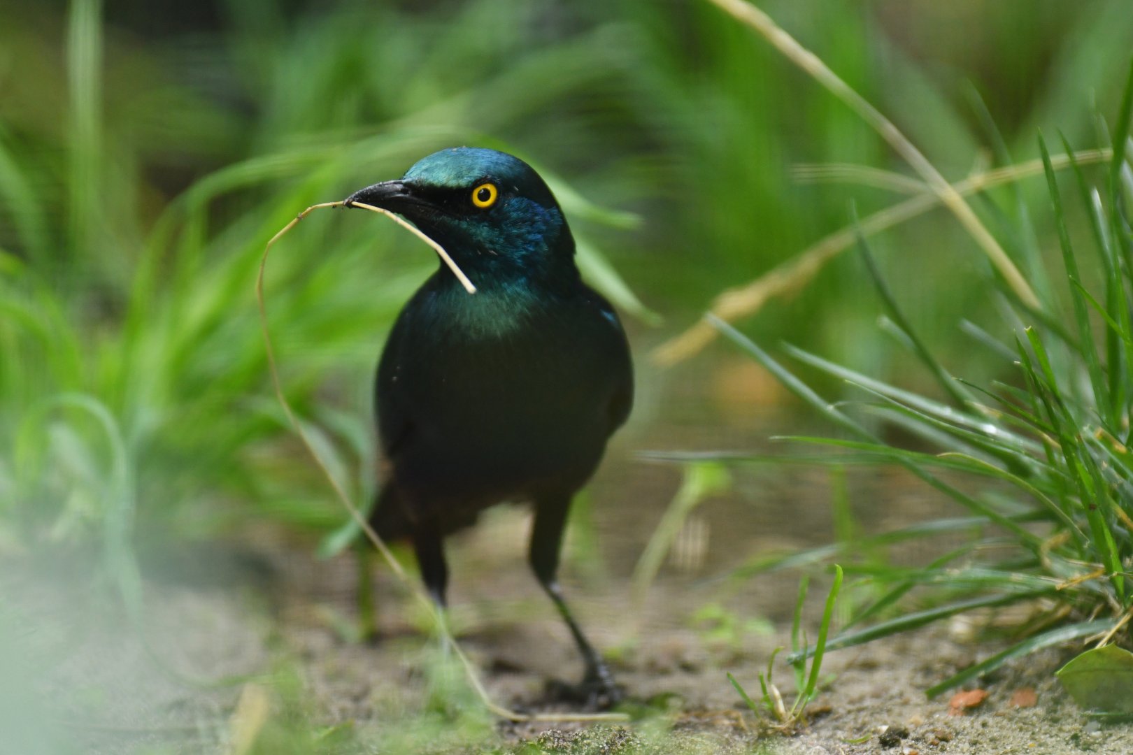 Greater blue-eared glossy-starling (Lamprotornis chalybaeus)