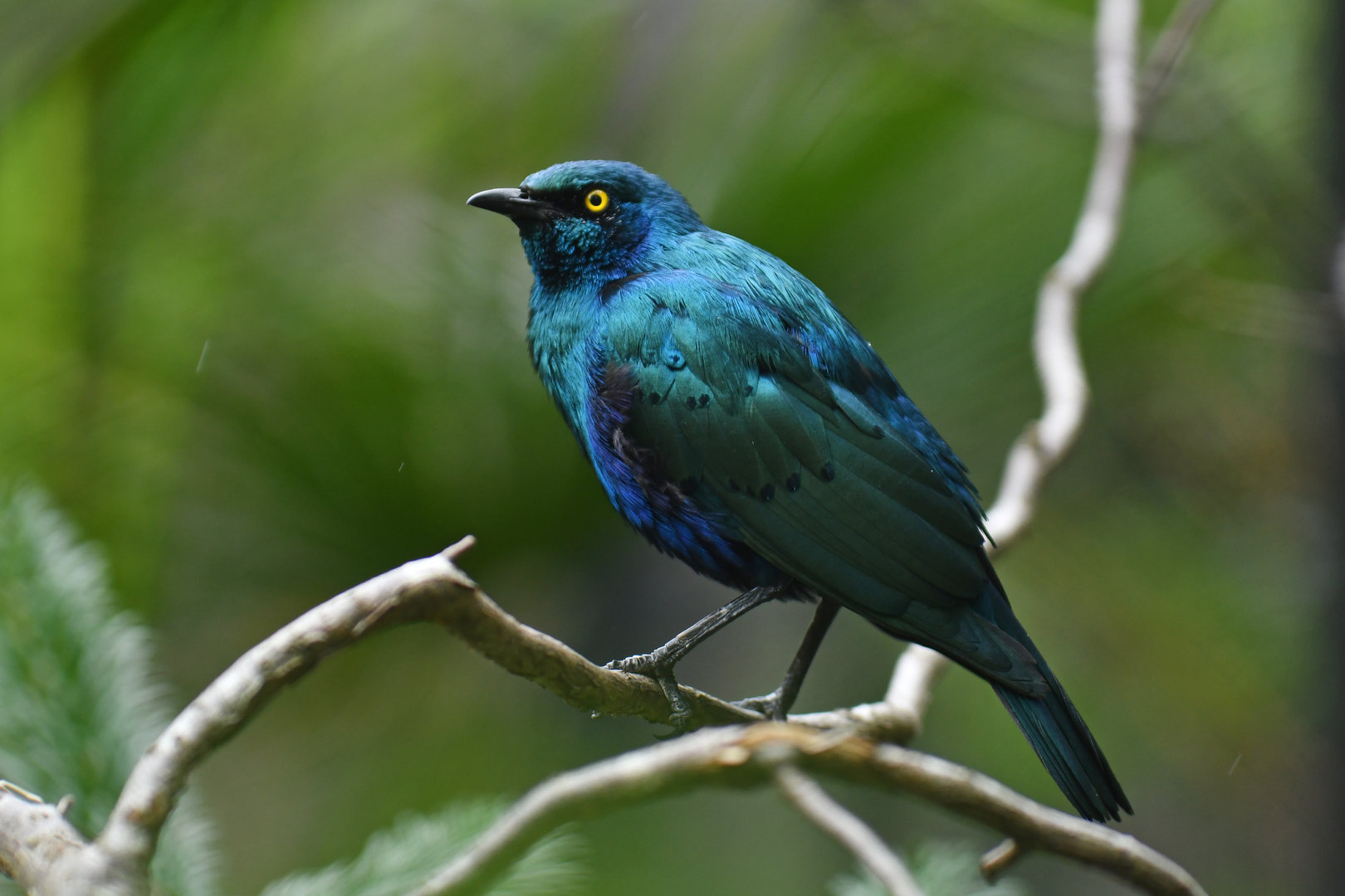 Greater Blue-eared Glossy-Starling Lamprotornis chalybaeus
