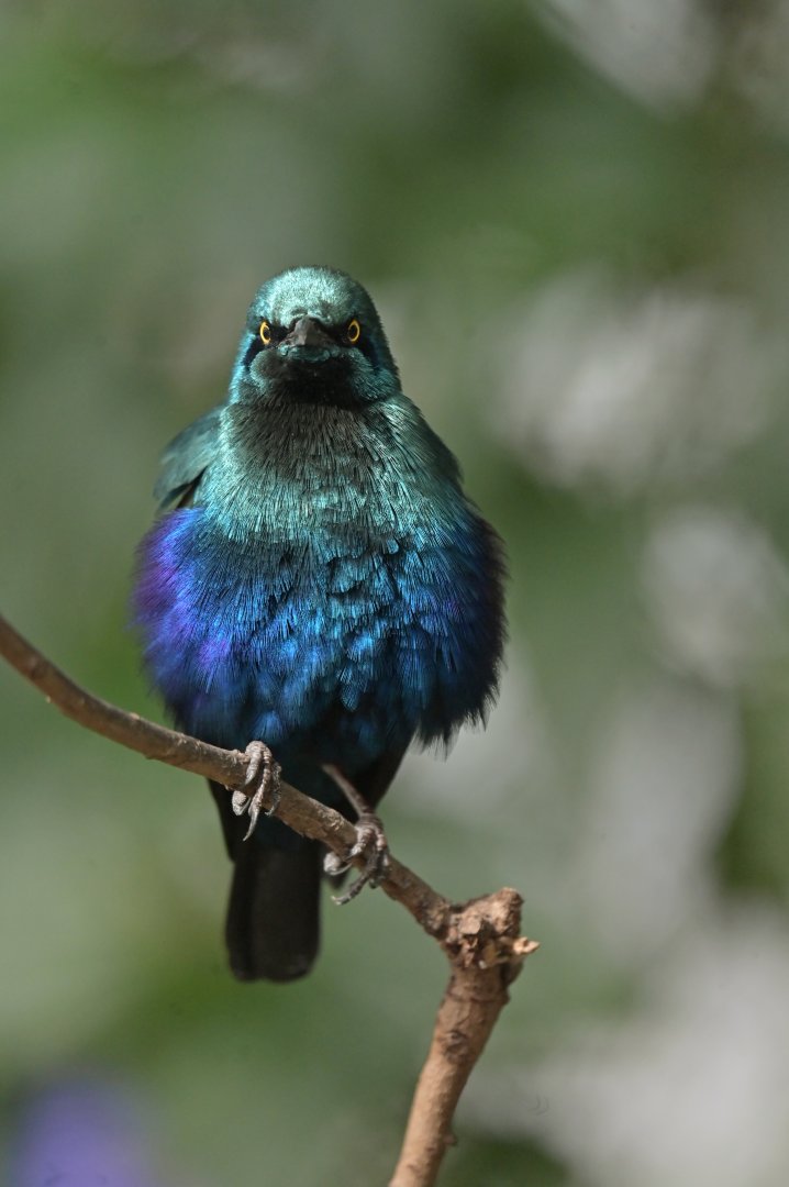 Greater Blue-eared Glossy-Starling Lamprotornis chalybaeus