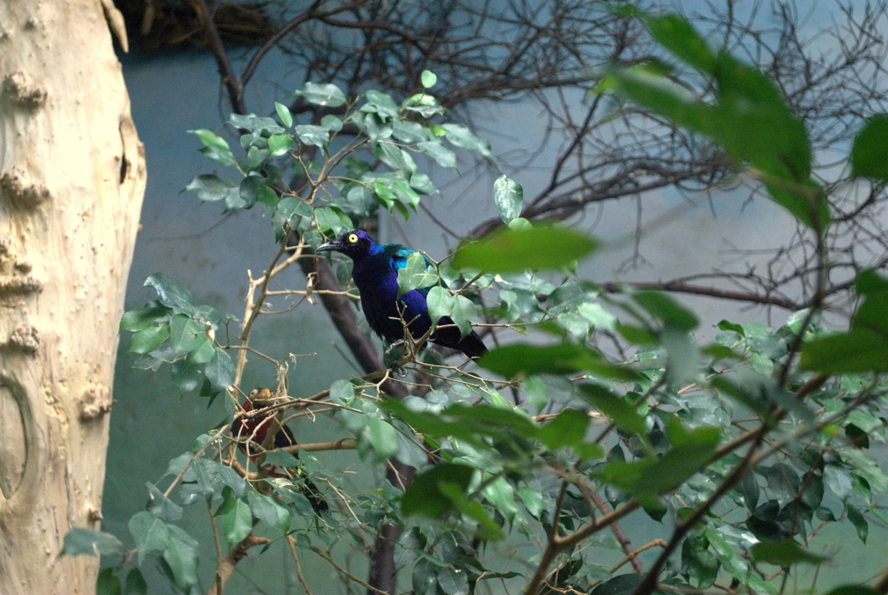Greater Blue-eared Glossy-starling