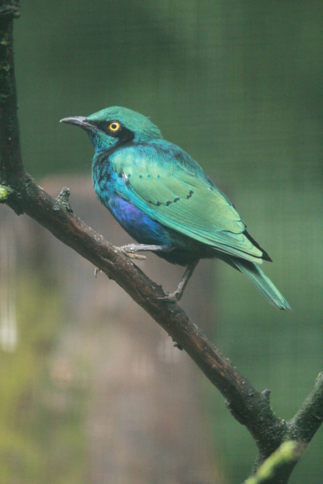 Greater blue-eared glossy starling