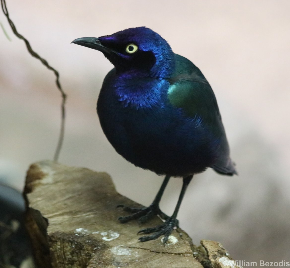 Greater Blue-eared Glossy Starling