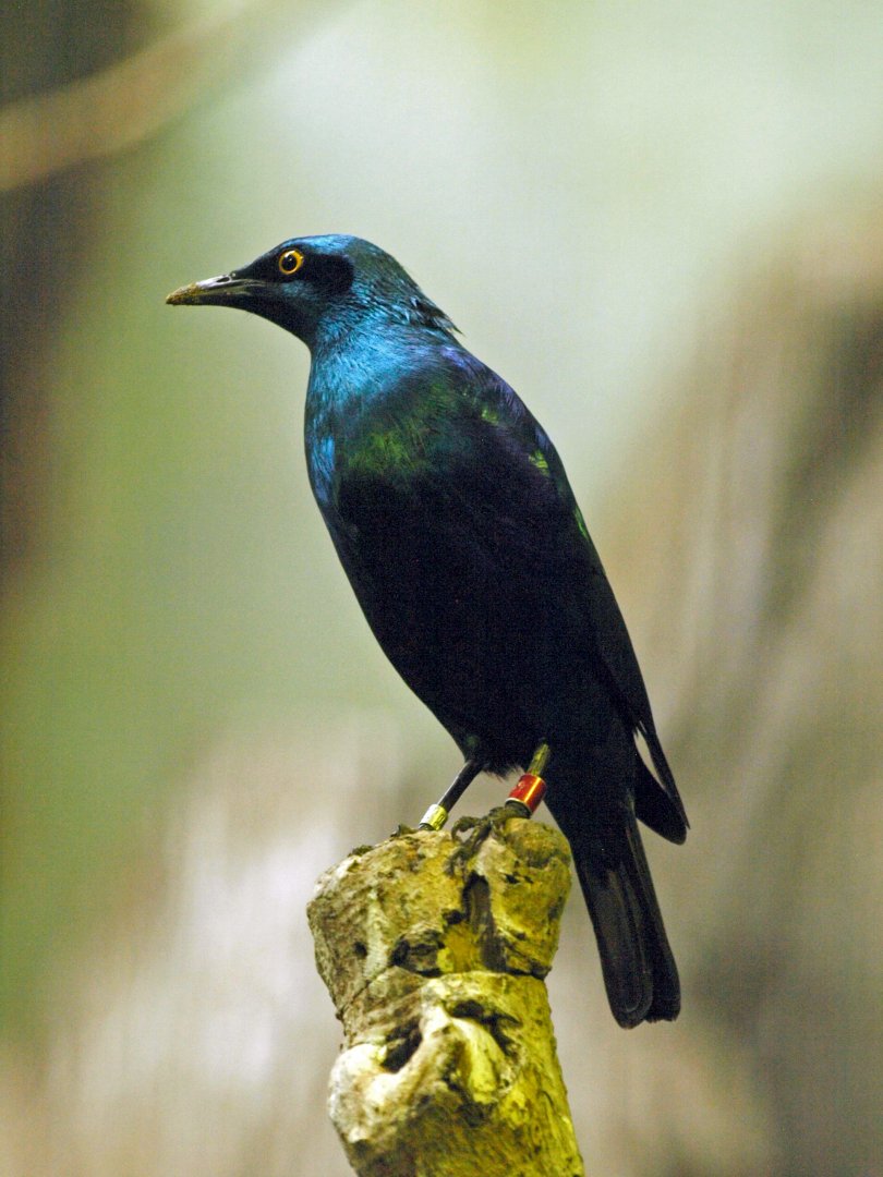 Greater blue-eared glossy starling