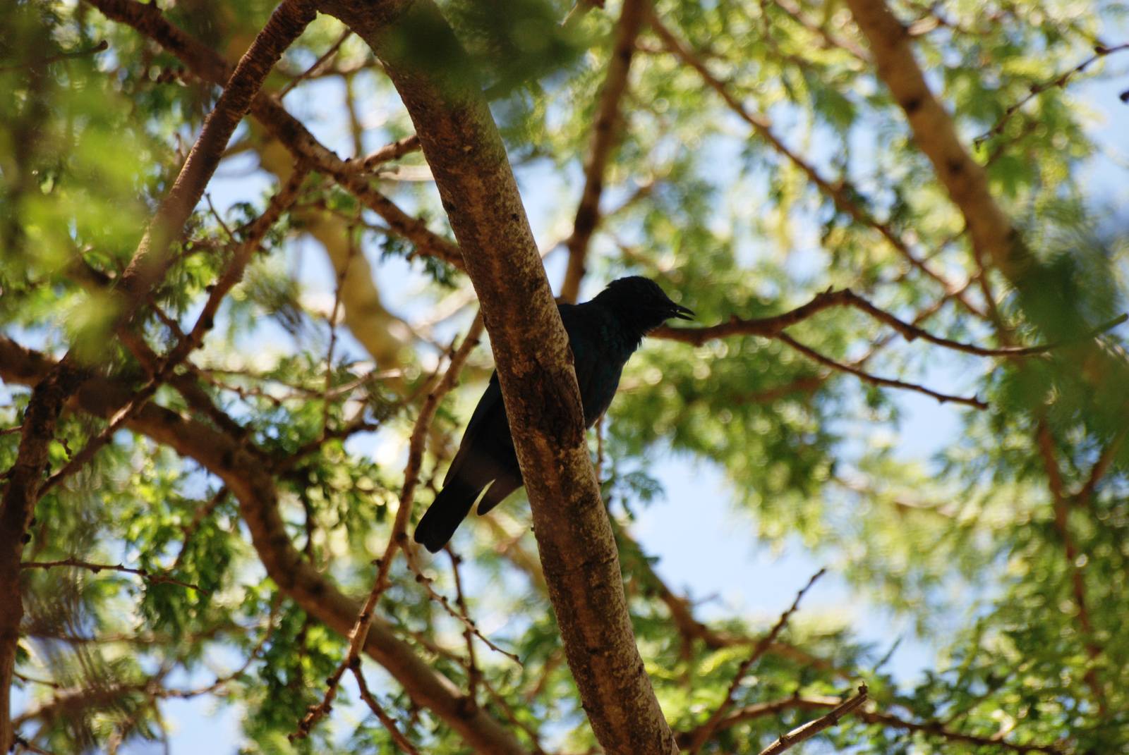 Greater Blue-eared Starling at Bishoftu, 11/10/14