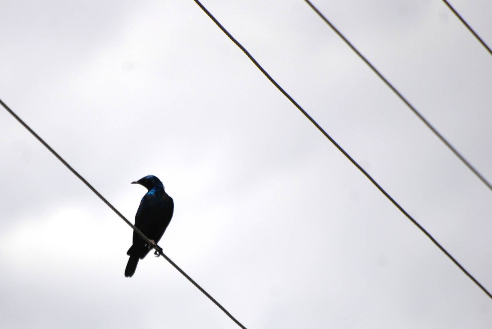 Greater Blue-eared Starling at Bishoftu, 11/10/14
