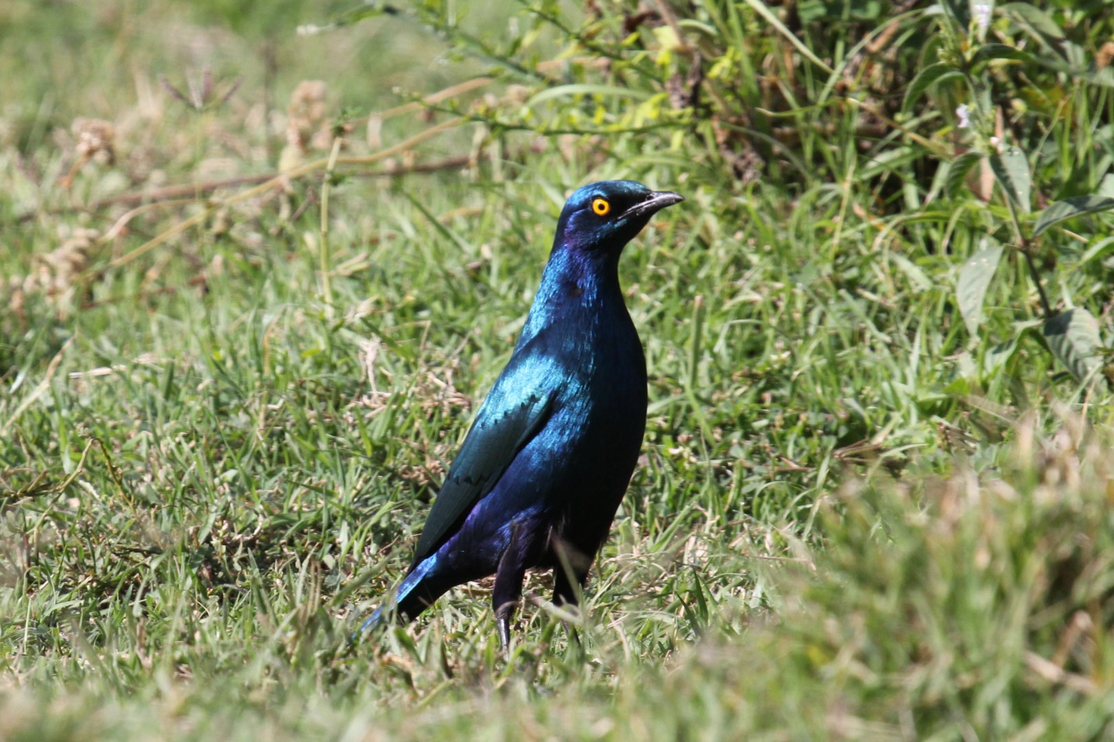 Greater Blue-eared Starling (Lamprotornis chalybaeus)