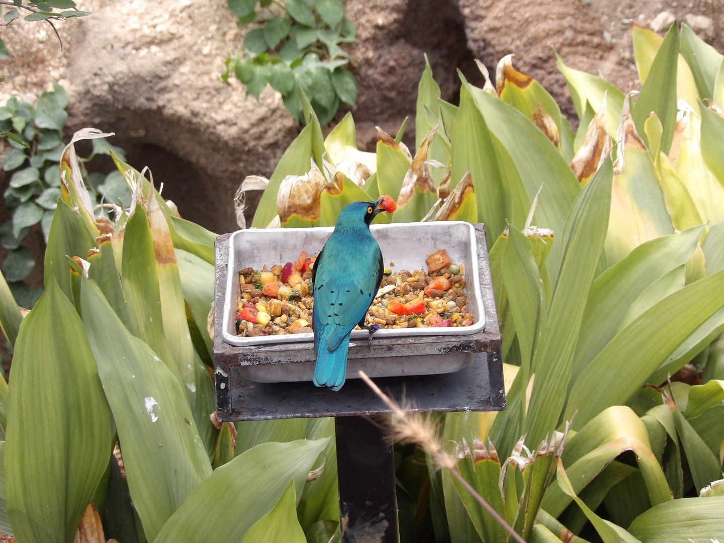 Greater Blue-Eared Starling(Lamprotornis chalybaeus)