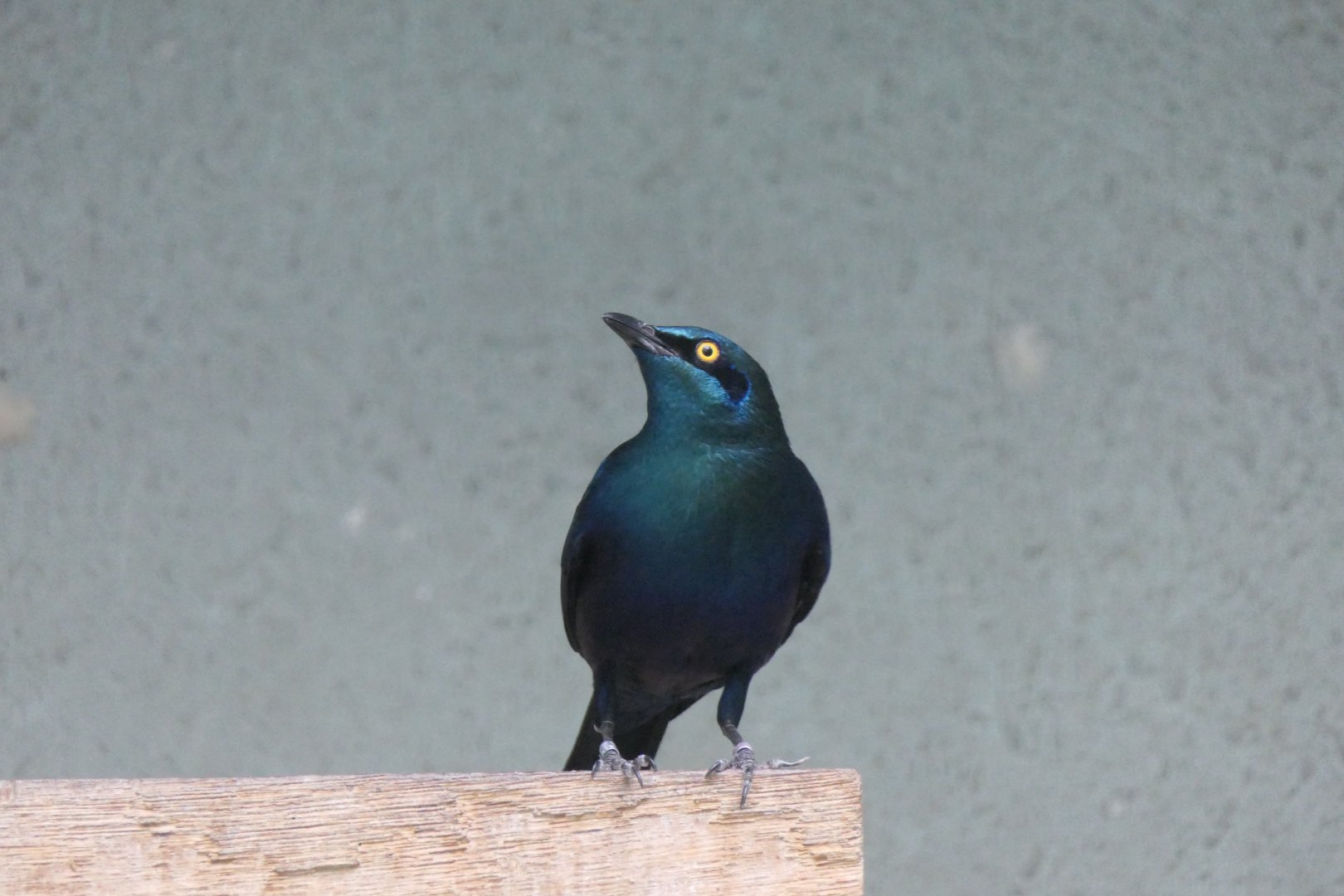 Greater Blue-eared Starling (Lamprotornis chalybaeus)