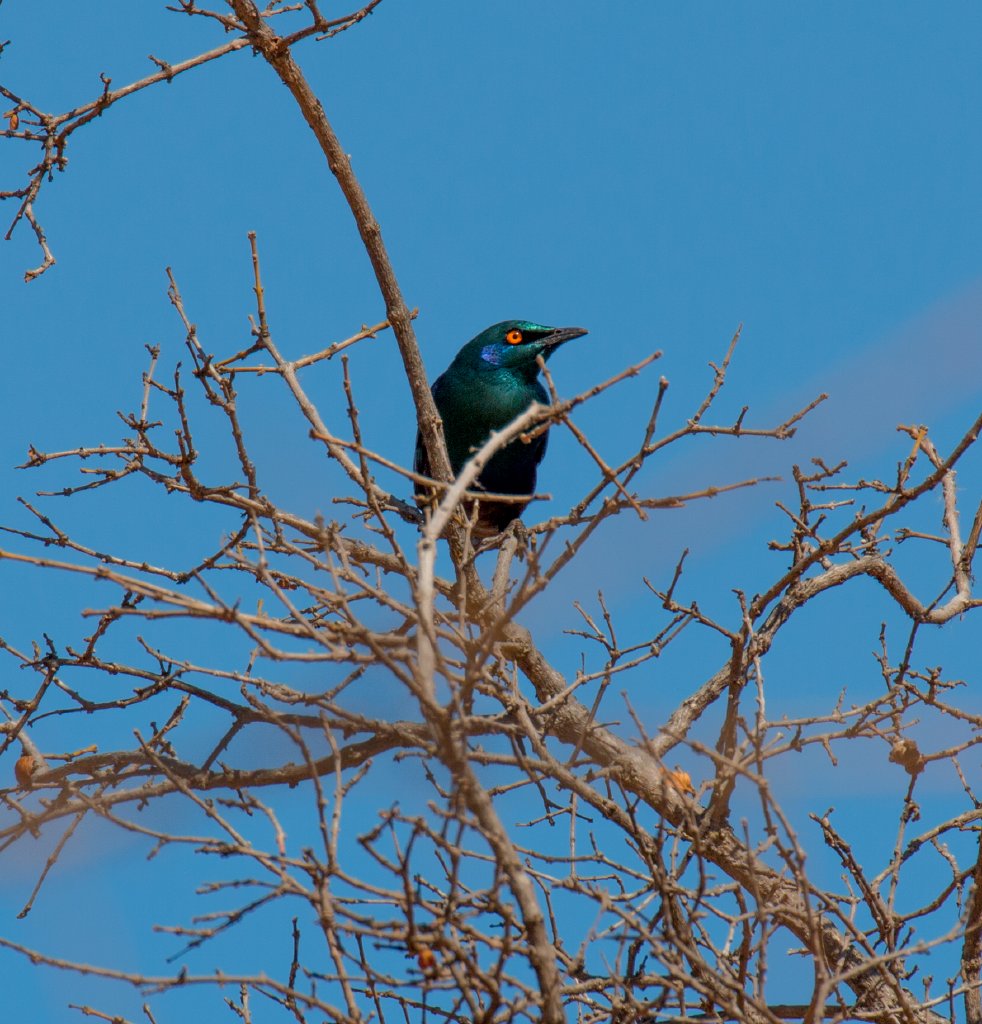 Greater Blue-eared Starling