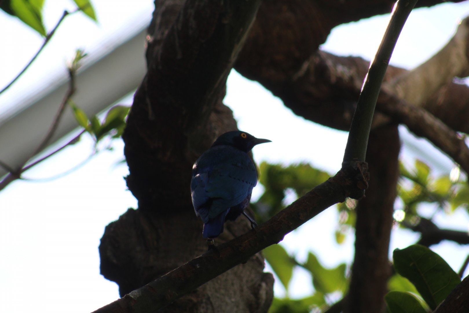 Greater Blue-Eared Starling