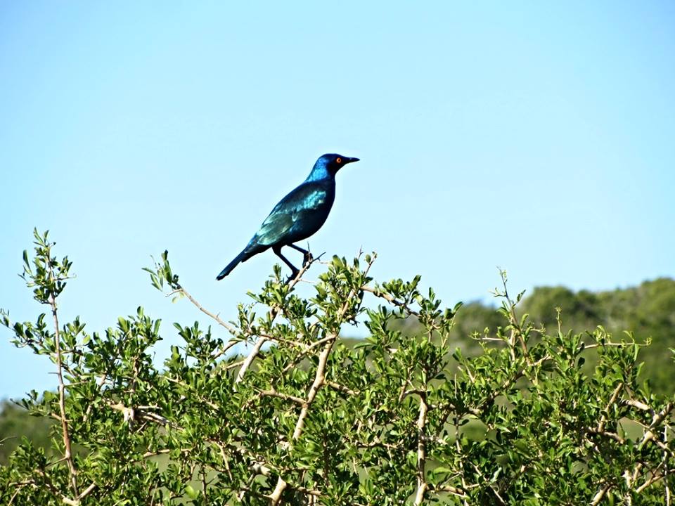 Greater Blue-eared Starling