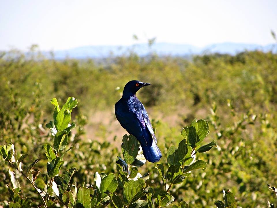 Greater Blue-eared Starling