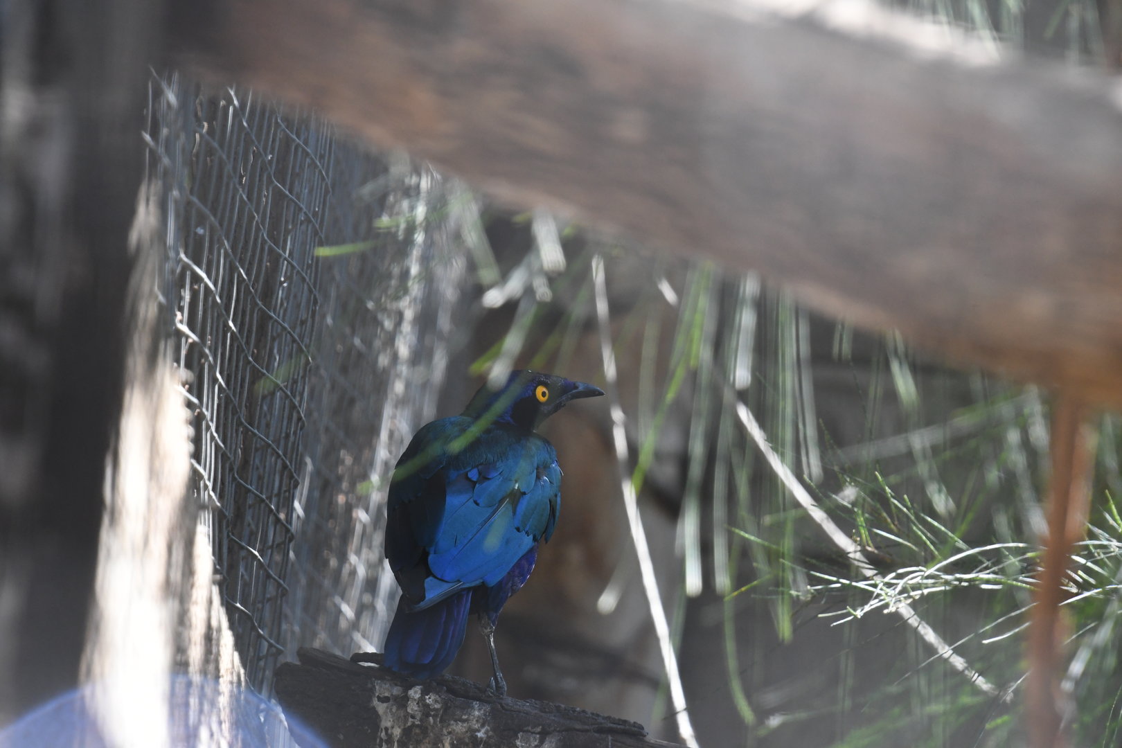 Greater Blue-eared Starling