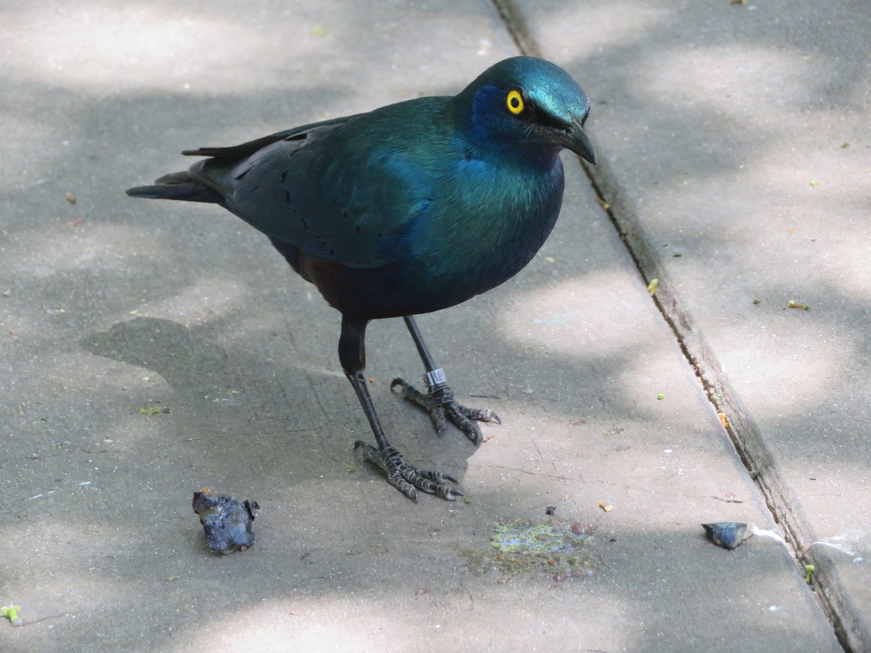 Greater Blue-eared Starling