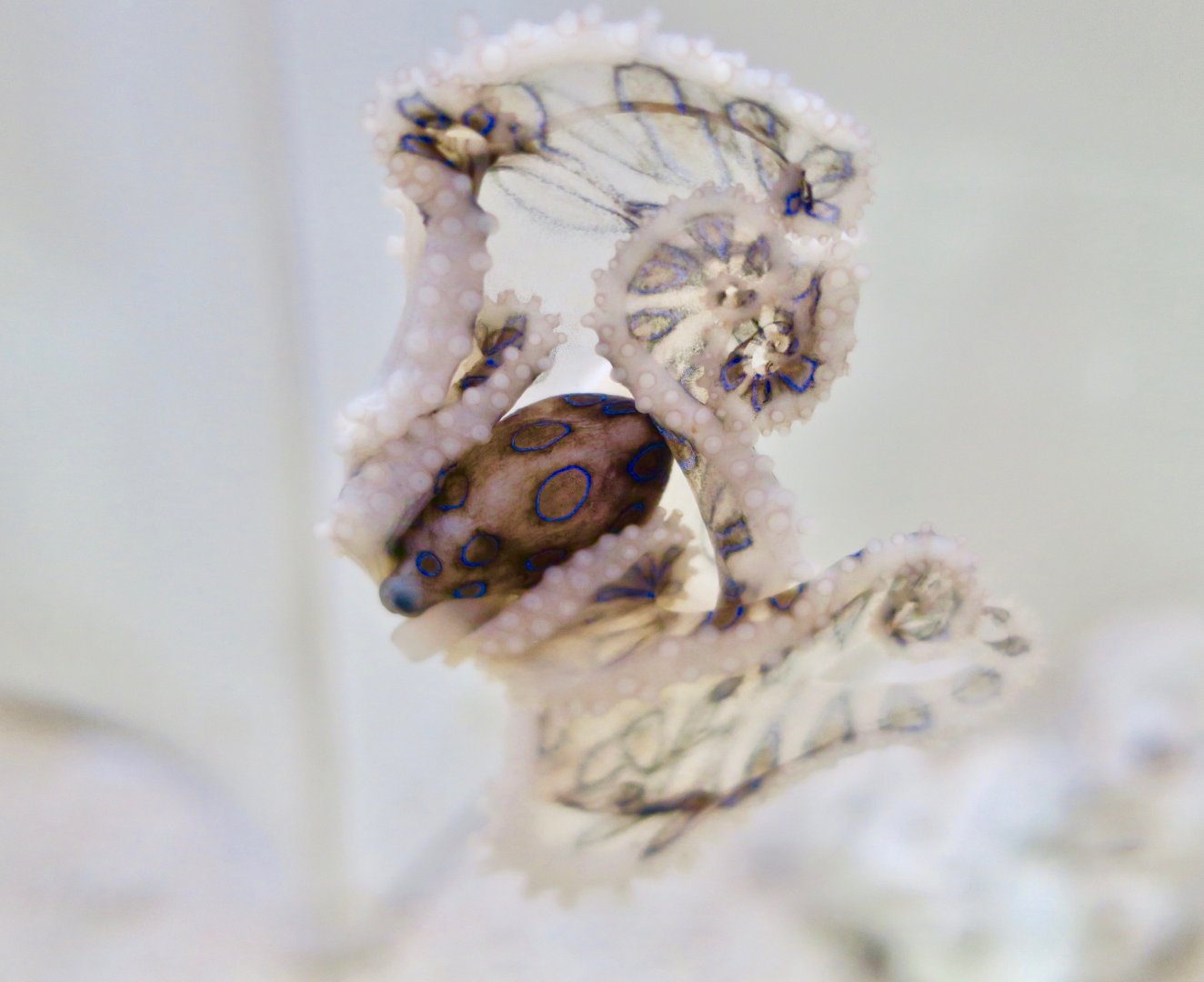 Greater Blue-Ringed Octopus (Hapalochlaena lunulata)