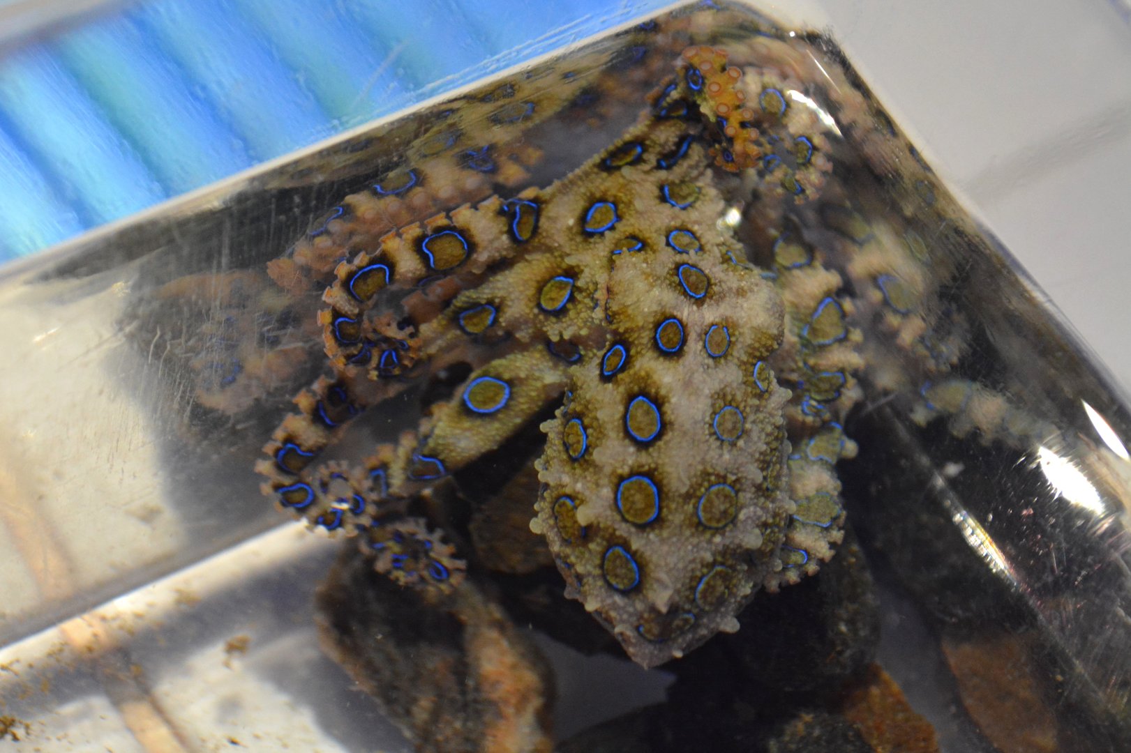 Greater blue-ringed octopus (Hapalochlaena lunulata)