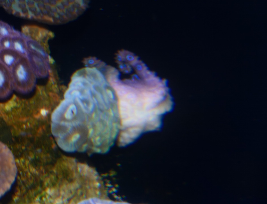 Greater Blue-ringed Octopus (Hapalochlaena lunulata)