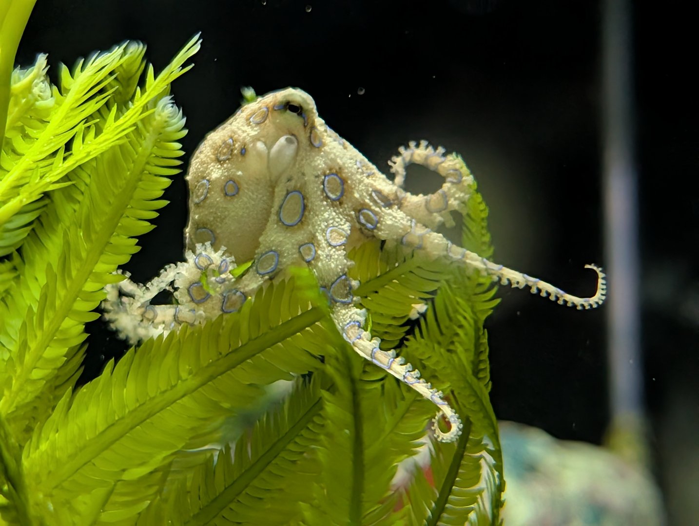 Greater Blue-Ringed Octopus(Hapalochlaena lunulata)