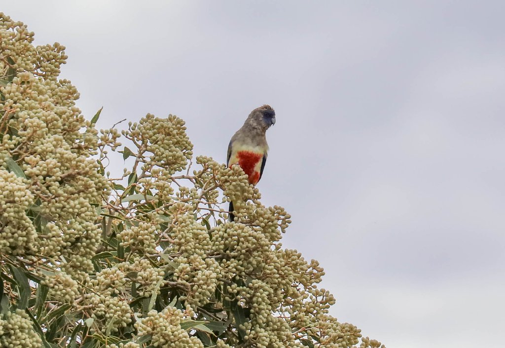Greater Bluebonnet