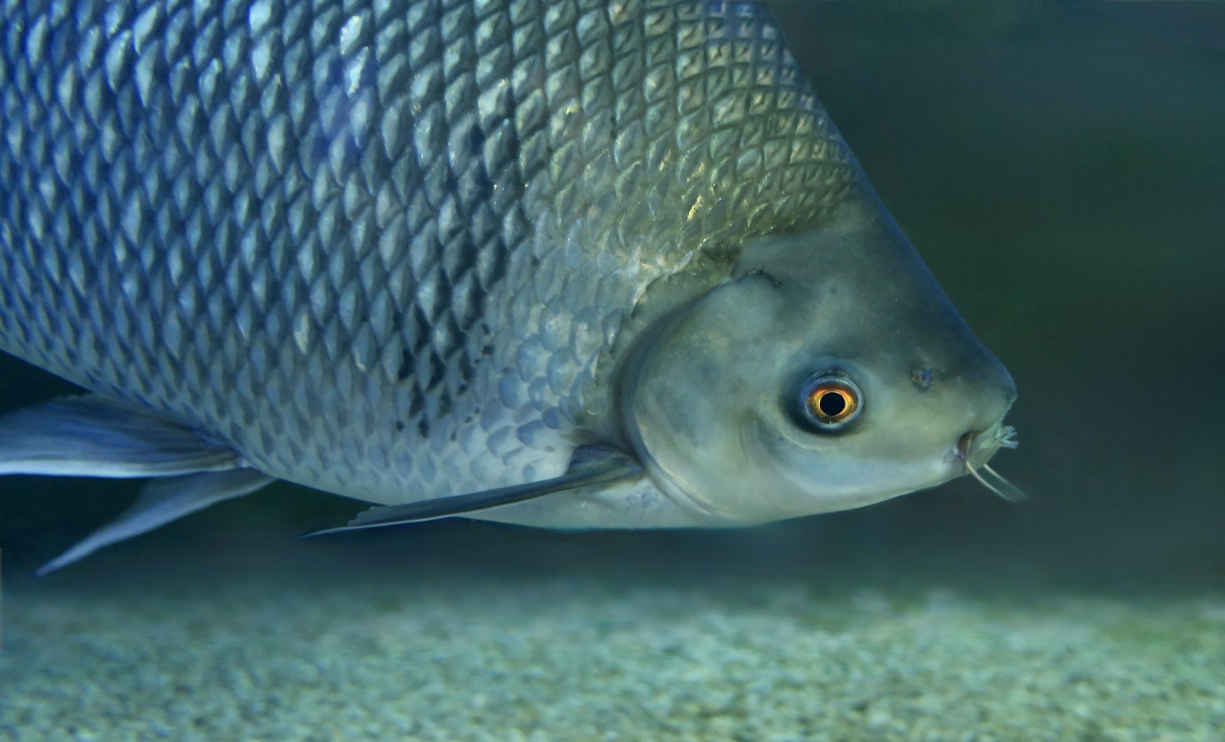 Greater Bony-Lipped Barb (Osteochilus melanopleura)
